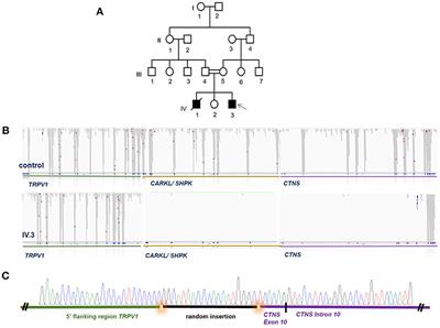 A 57 kB Genomic Deletion Causing CTNS Loss of Function Contributes to the CTNS Mutational Spectrum in the Middle East